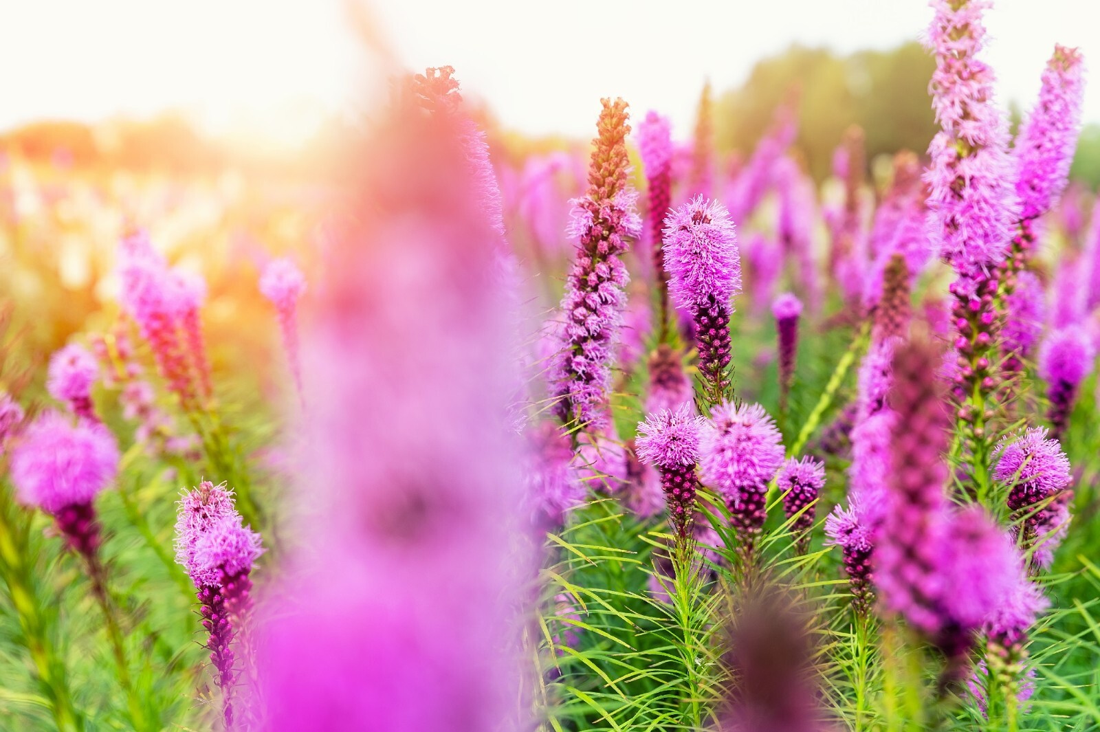 Kobold Dense Blazing Star {Liatris spicata} 25+ seeds Free Shipping!