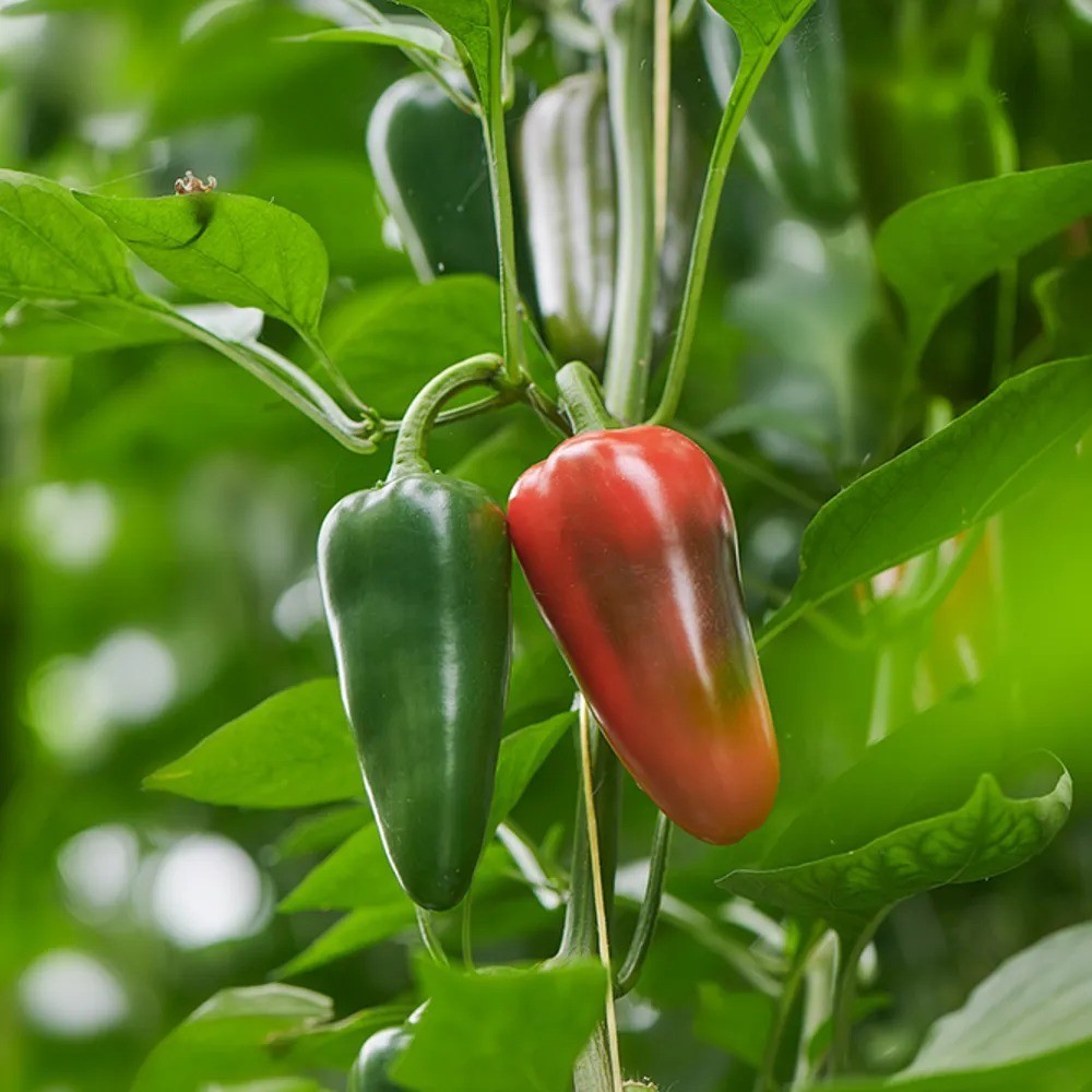Bad Apples BAD CHAPPELLS HOT TO GO!™ MIDWEST PRINCESS PEPPER SEED BOMBS! Roan