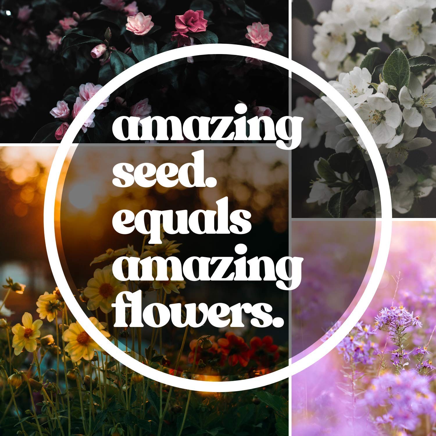 Wildflower Seeds Pollinator Collection – Includes 3 Premium Mixes: Save the B…