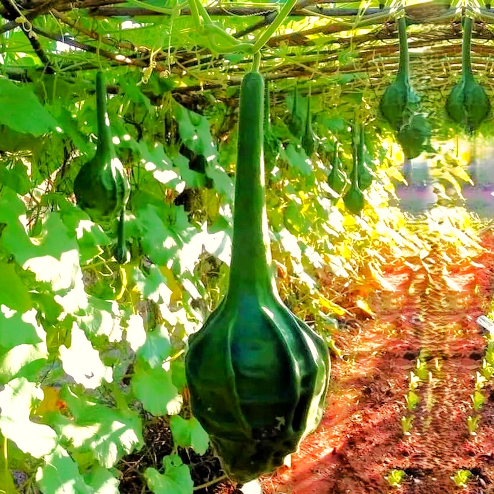 Caveman’s Club Gourd Seeds | Maranka Ornamental Birdhouse Bottle Craft Seed 2025
