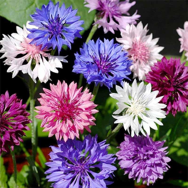 3200+ Mix Cornflower Seeds for Planting – Non-Gmo Bachelor Button Flower Seeds G
