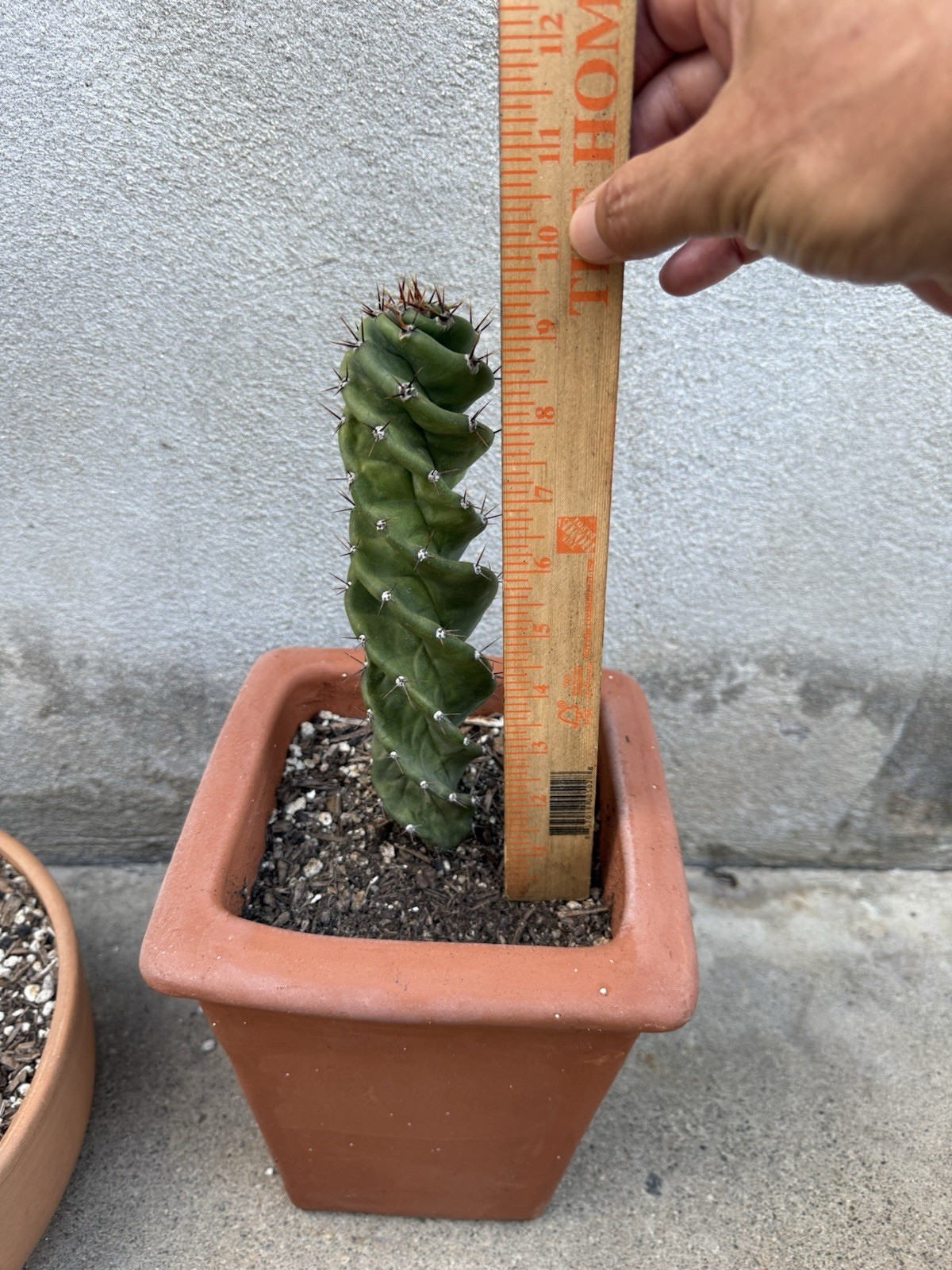 Italian Spiraal Cactus
