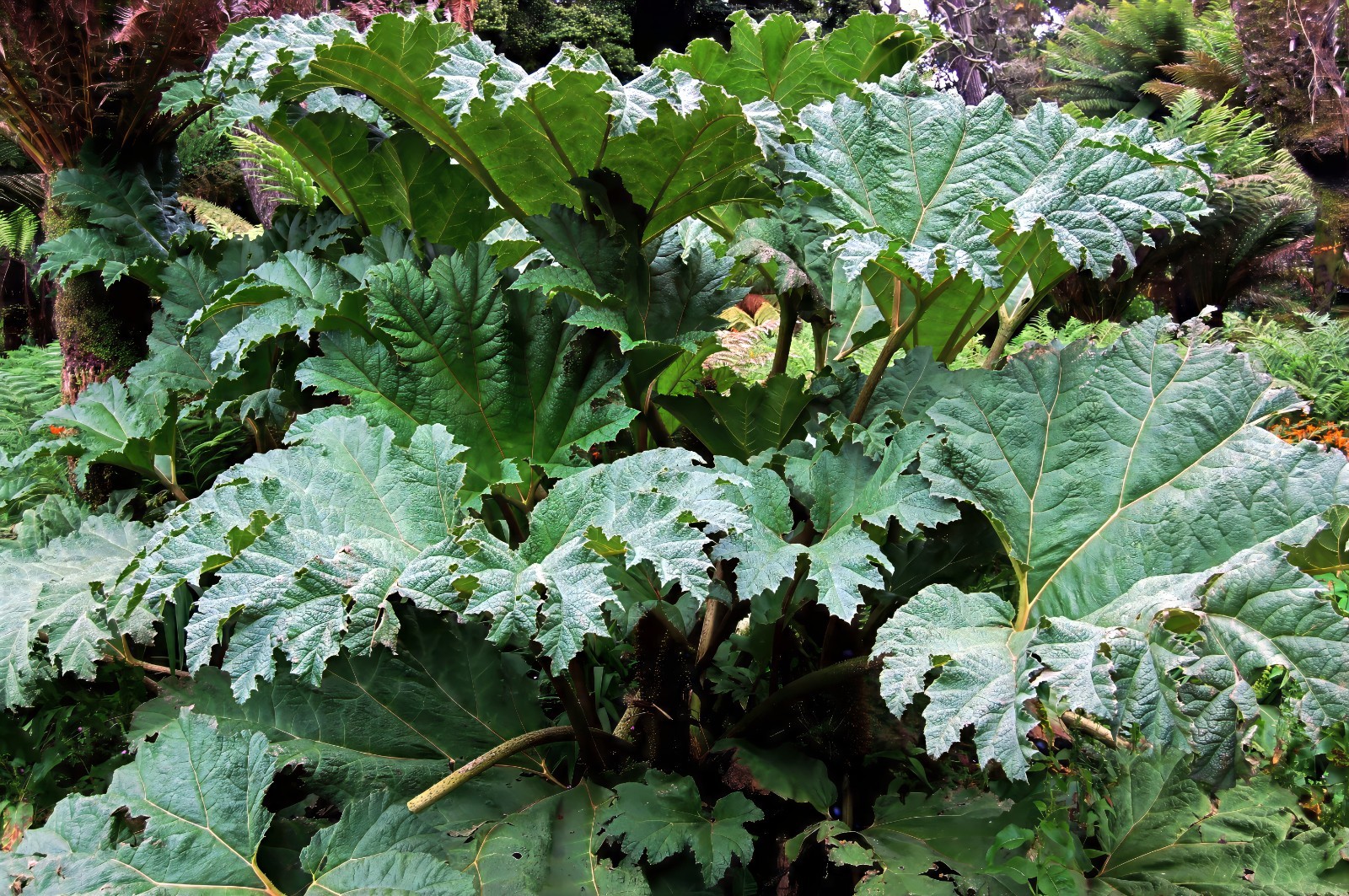 25 GUNNERA MANICATA SEEDS “Dinosaur Food” Giant Hardy Exotic Flower Plant RARE!