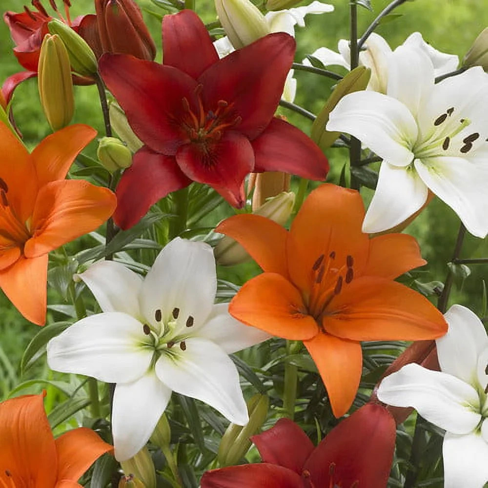 Gladiolus Flower Bulbs 30 Mix Colors Florist Bouquet Gladioli Sword Lily Plants