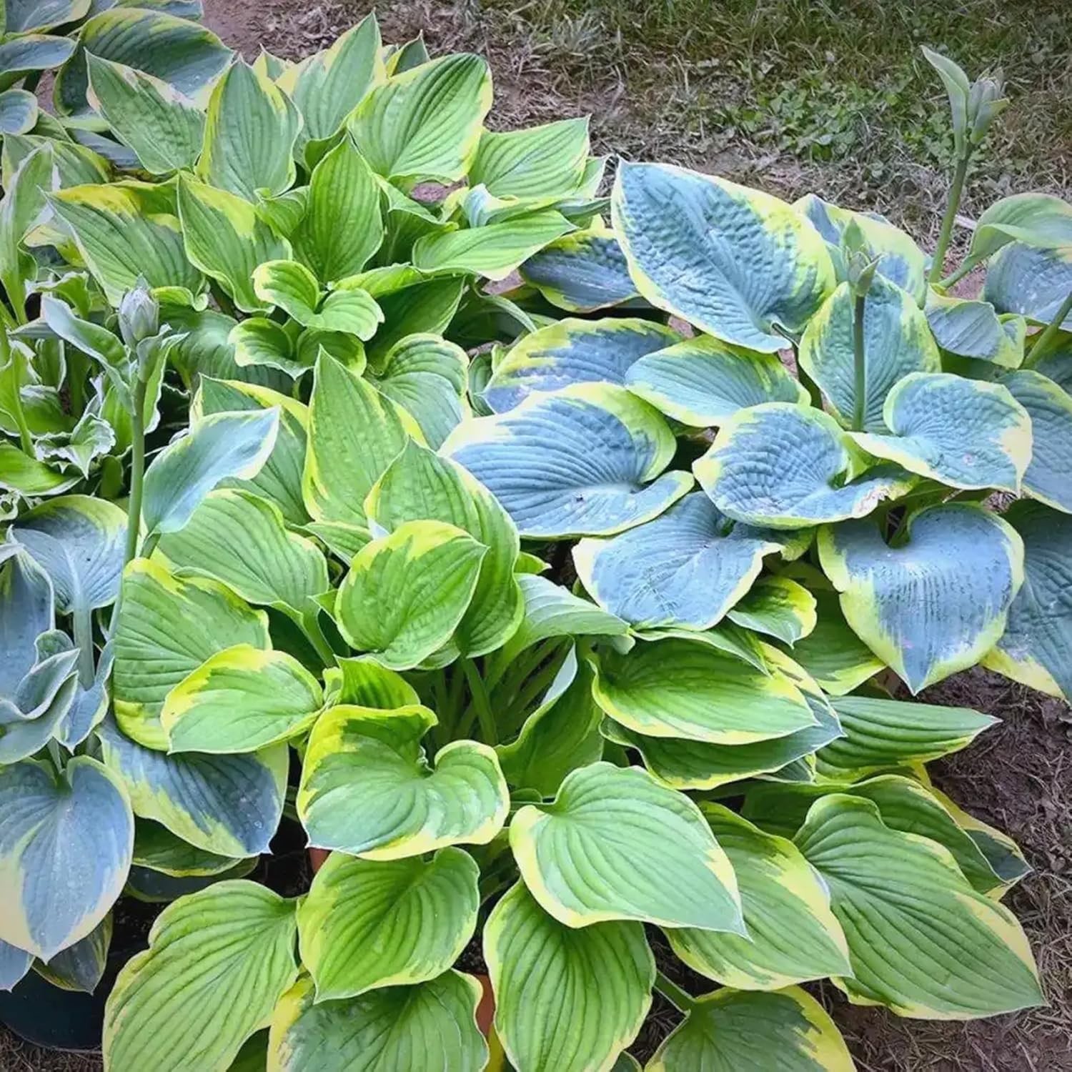 Hosta Seeds for Planting, 290+pcs Rare Perennial Hosta Flower Seeds Plants, N…