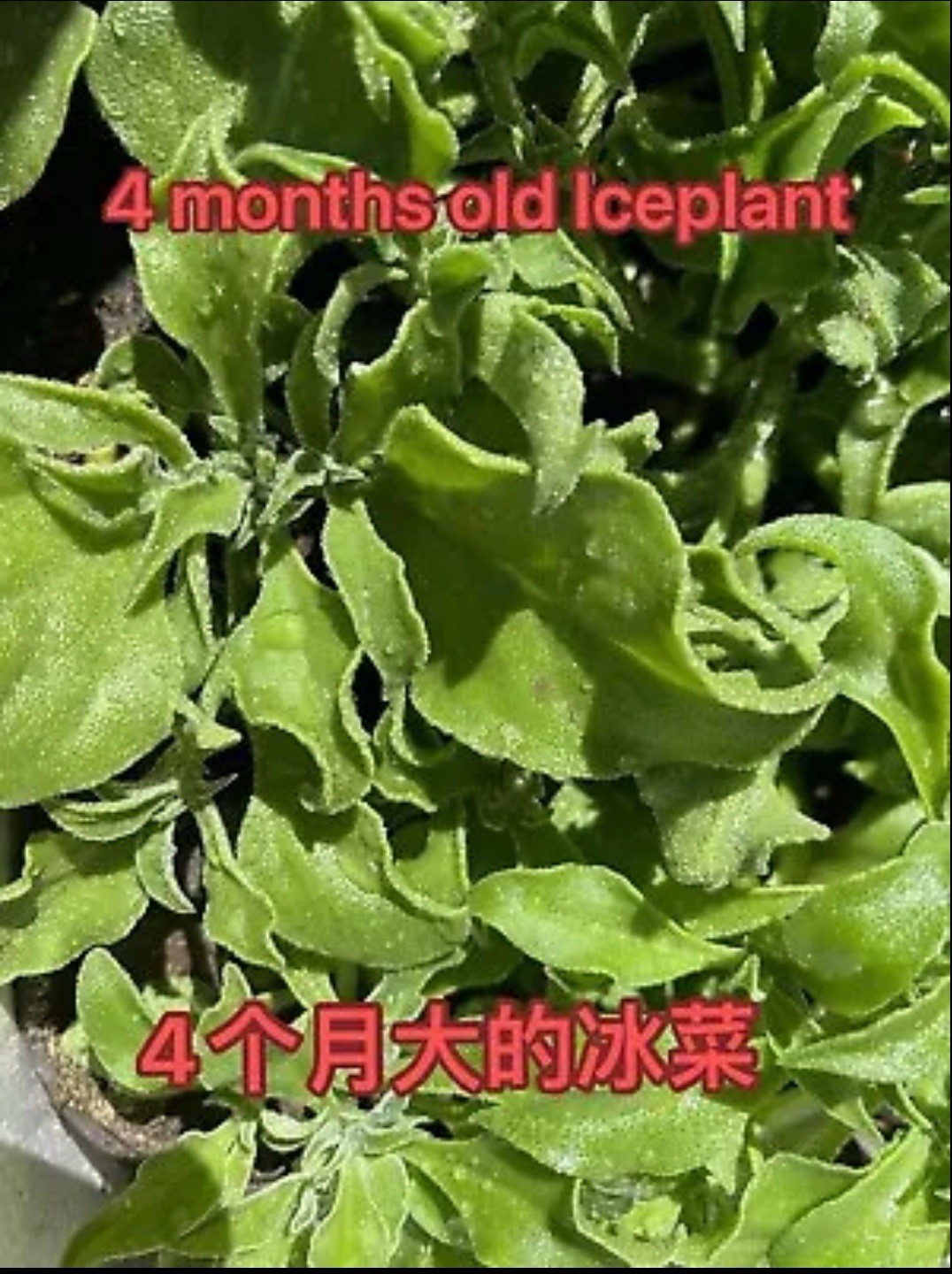 160ct+ Organic Crystalline Ice Plant (Bing Cai) Seeds | Produced in 2024