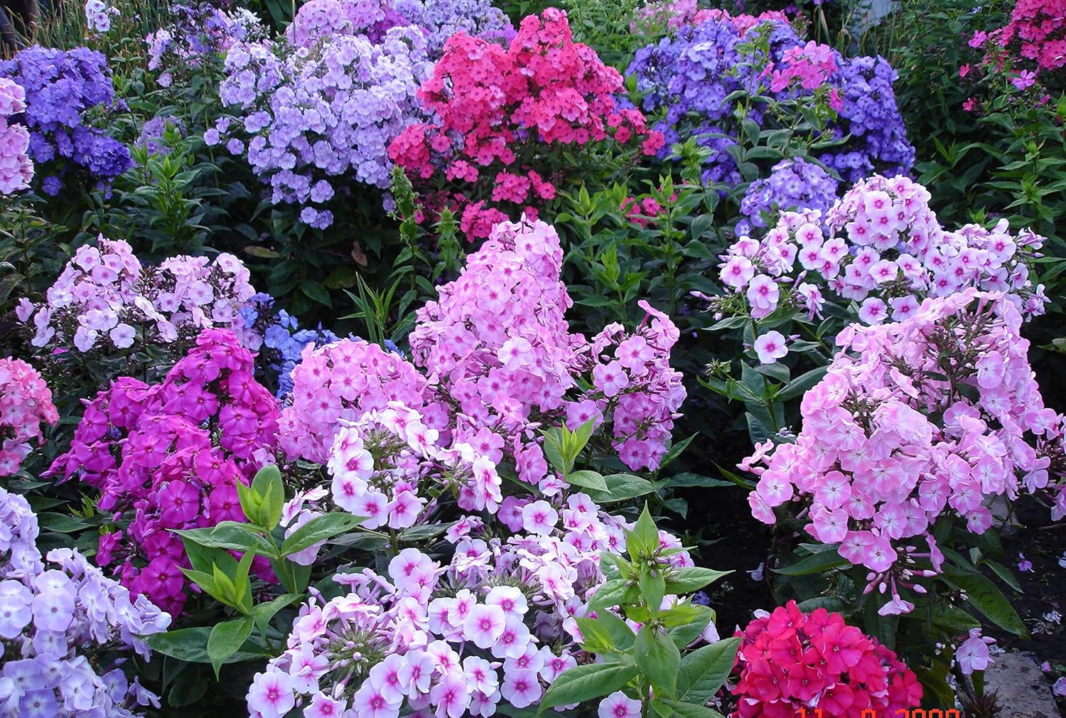 1200+ Mixed Phlox – Creeping Perennial Ground Cover – Popstars Phlox Creeping C