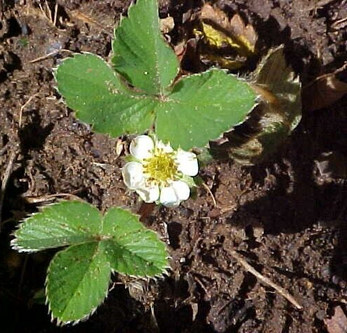 100 SEEDS BIG SWEET MAMA STRAWBERRY PRODUCE SUPER HUGE SWEET STRAWBERRIES ENJOY