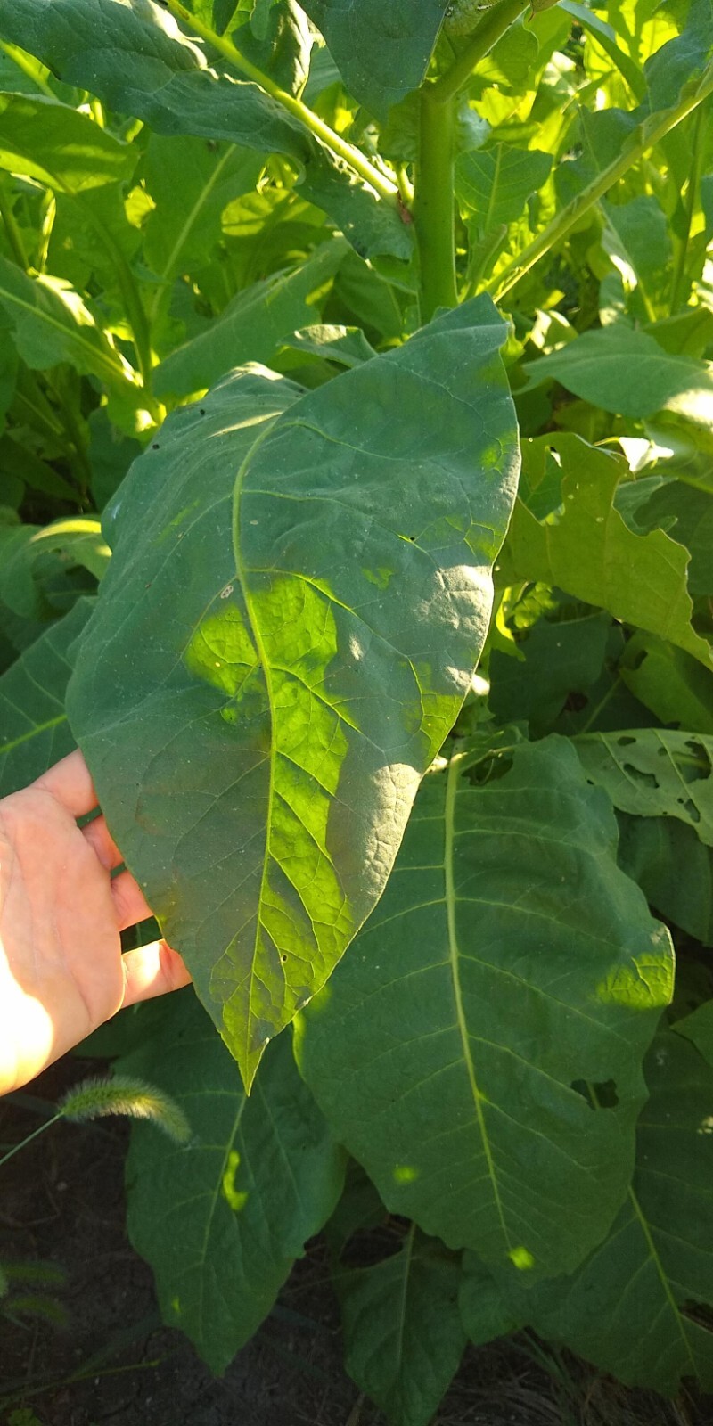 Perique Tobacco Seeds ~ 1000 to 100,000 seeds ~ Heirloom Nicotiana Tabacum