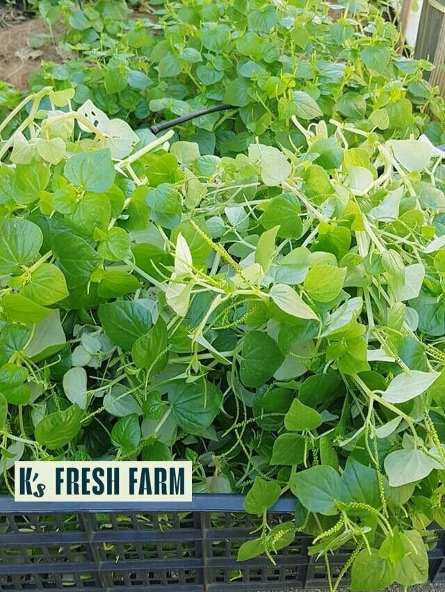 (1000+ PCS) CRAB CLAW ,PEPEROMIA PELLUCIDA SEEDS, HẠT RAU CÀNG CUA