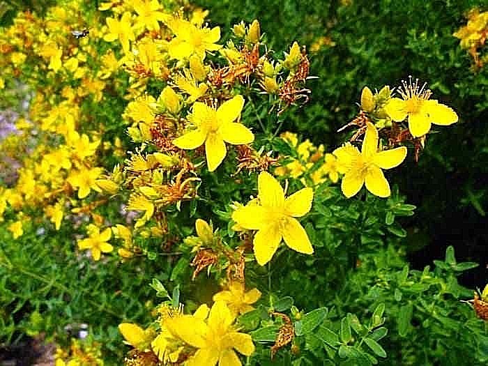 501+Great ST. JOHNS WORT Seeds Native Wildflower Shrub Perennial Herb Medicinal