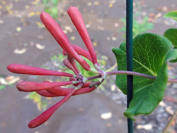 Lonicera sempervirens | Trumpet Honeysuckle ‘Major Wheeler’ | 5 Seeds