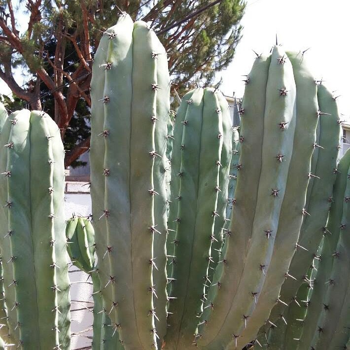 Live Cactus Cuttings – Myrtillocactus Geometrizans Blue Candle Cactus (6 inches)