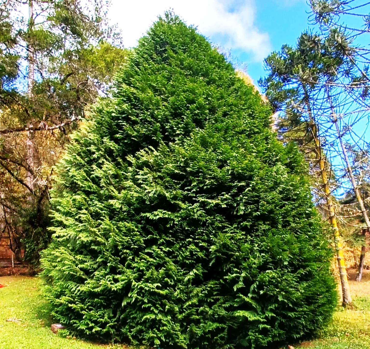 American Arborvitae (White Cedar) Seeds – For 2026 Planting Thuja Occidentalis