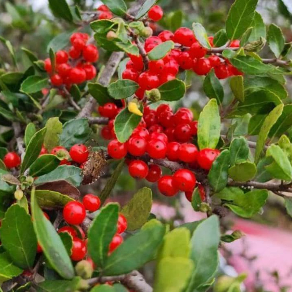 Upright Yaupon Holly Shrub Live Plant 4-6 Inches Tall Rooted Ilex Vomitoria