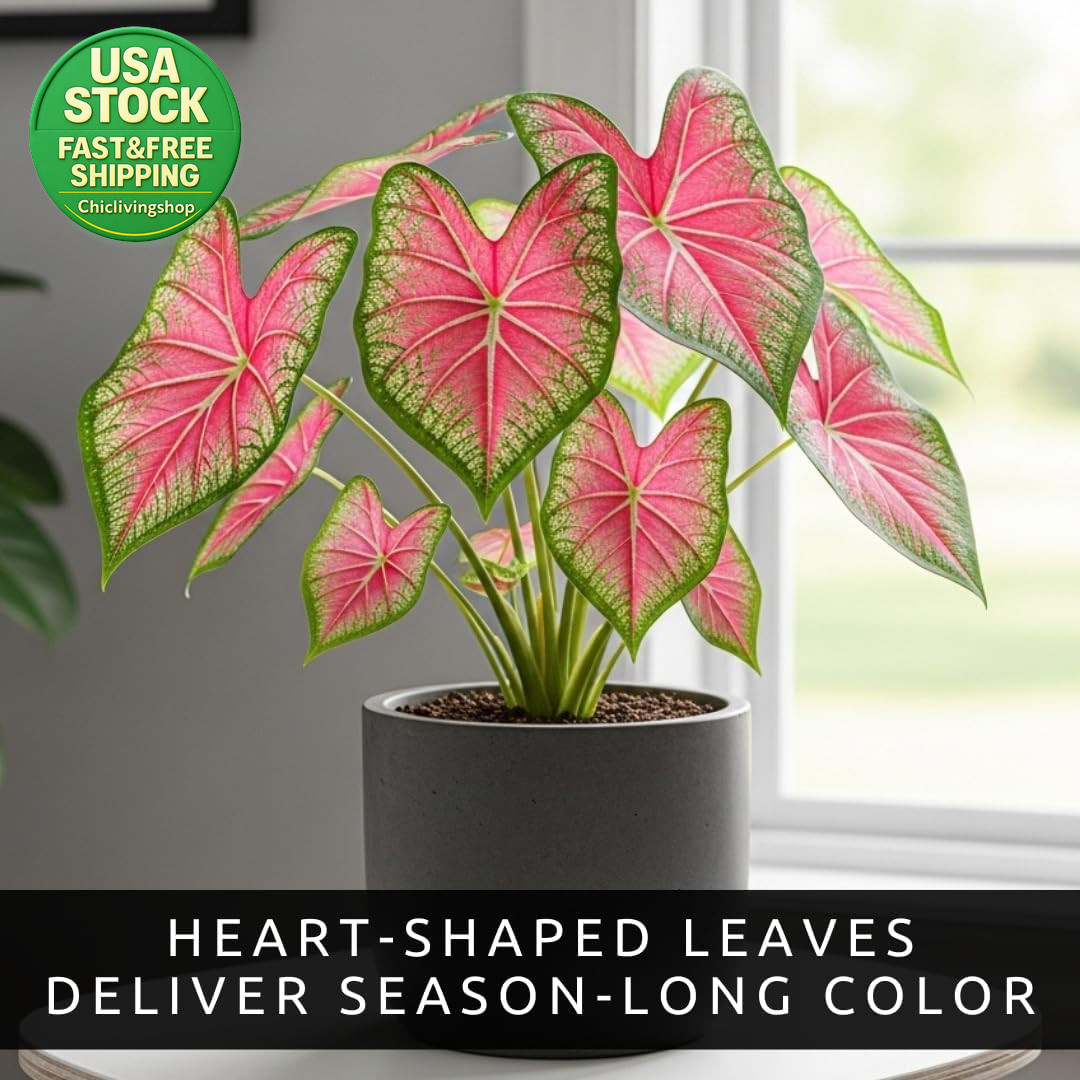 Pink Princess Caladium Bulbs Easy Grow Shade Plant 6 Bulbs Tropical Color