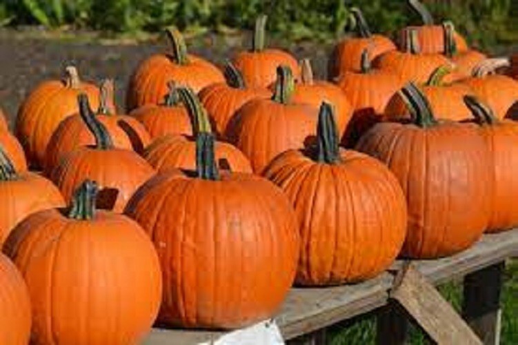 Premium Connecticut Field Pumpkin – Heirloom Seeds – Around Since the 1700’s!