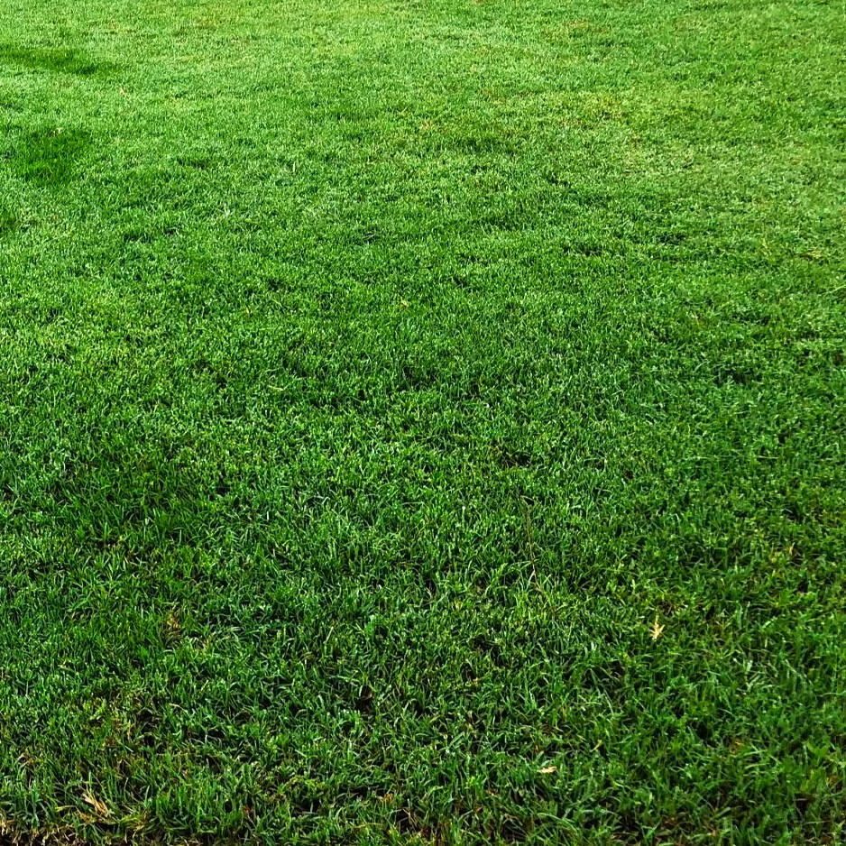 Bermuda Grass, Coated Unhulled Seeds – For 2026 Planting Warm Season
