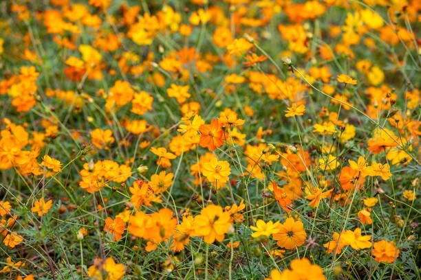 200 DWARF SULPHUR COSMOS SEEDS | 2026 SALE FREE SHIPPING NON GMO