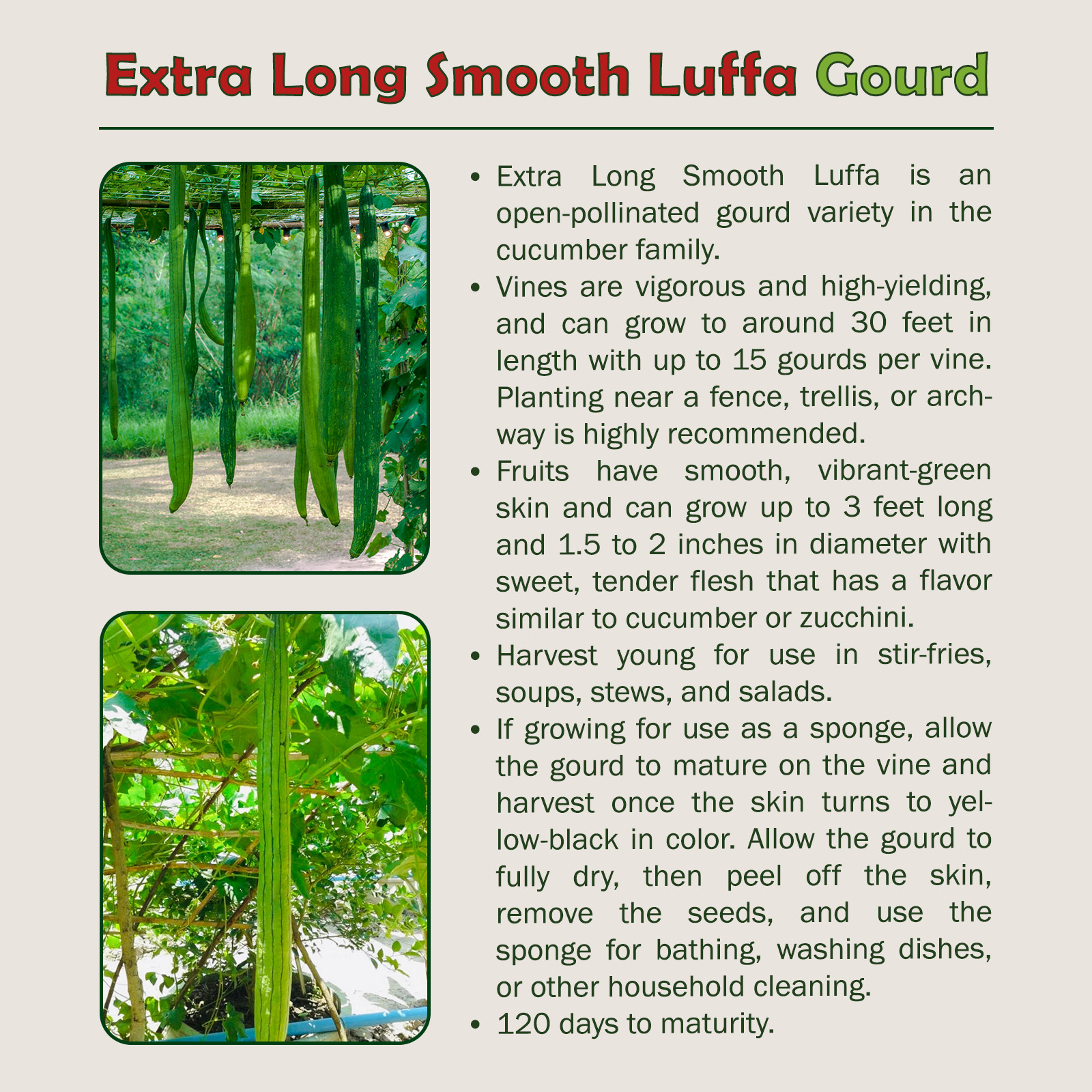 10 Extra Long Smooth Luffa Gourd Seeds, Open-Pollinated, Genuine USA
