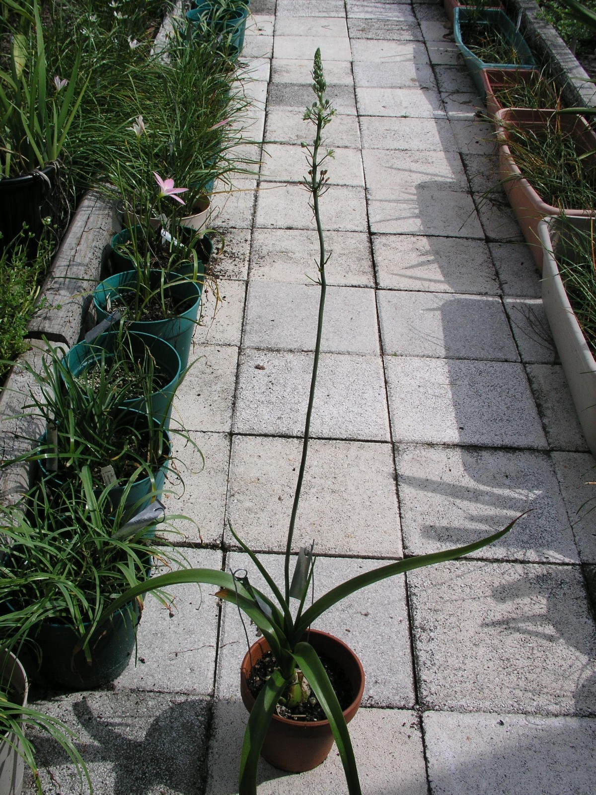 Ornithogalum Caudatum, Sea Onion, Pregnant Onion, 6 bulbs