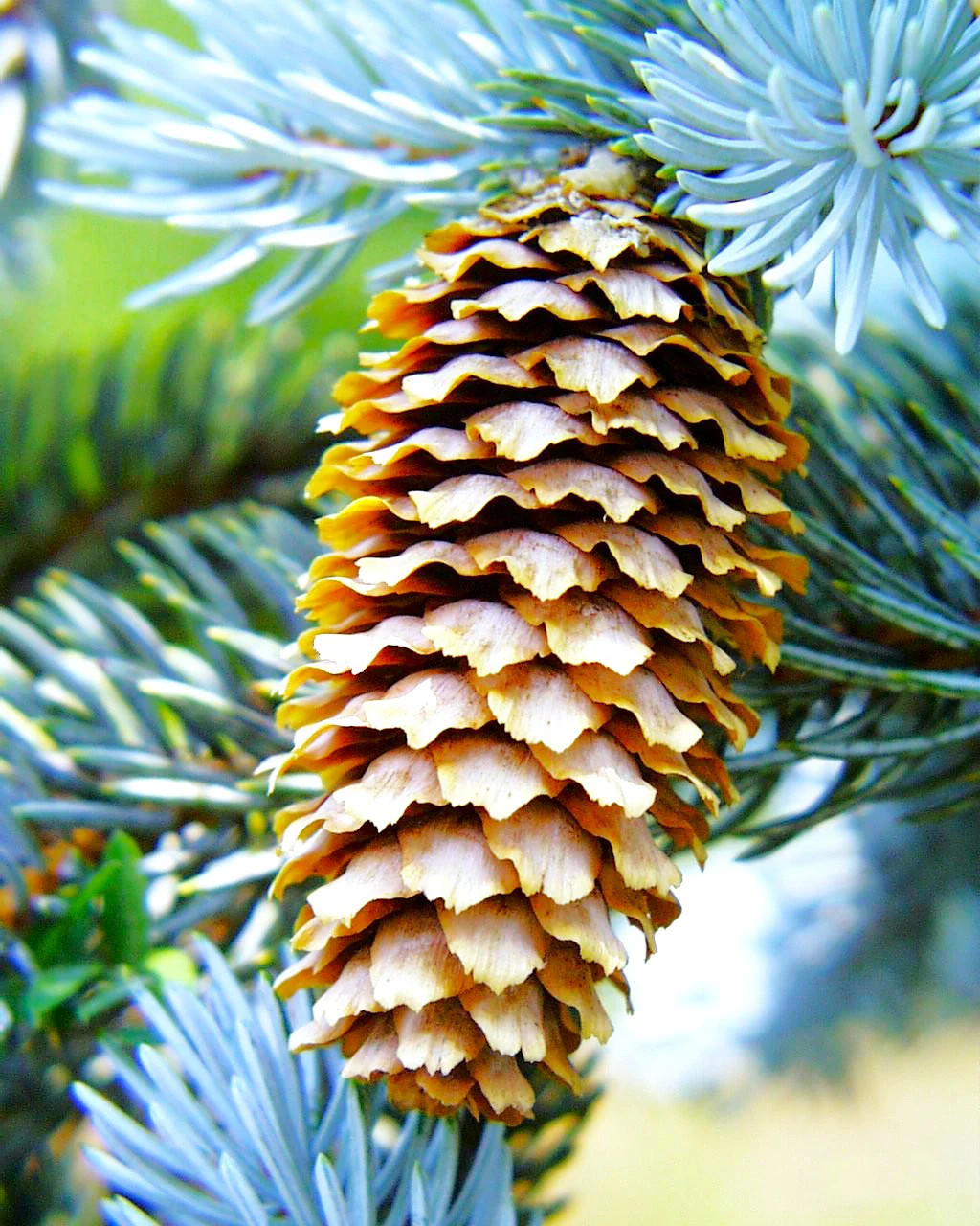 Colorado Blue Spruce Tree Seeds – For 2026 Planting Cold-Hardy Green Evergreen