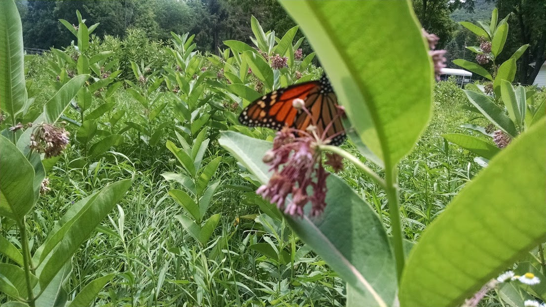 Milkweed Seeds (Common), Organic, Various Quantities, 2022 Crop 90% germination