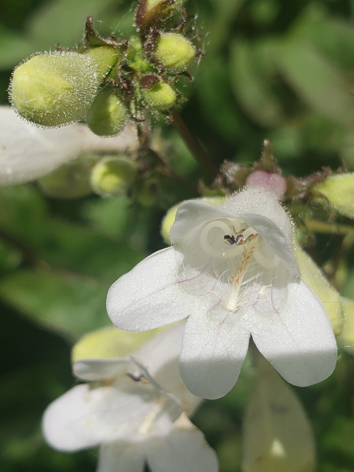 Husker Red Foxglove Beardtongue (50 seeds), nice foliage and flowers!