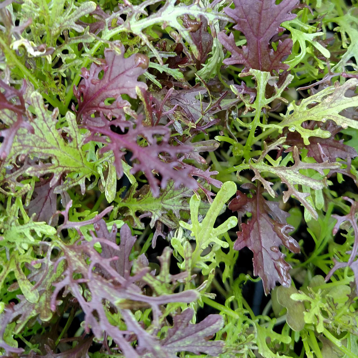 1500 Mizuna Red Streaks Mustard Seeds, Japanese Heirloom – Fresh Premium NonGMO