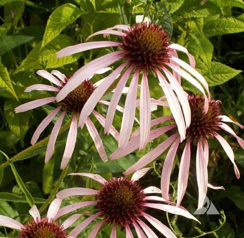 Landscaper’s Pack Coneflower Mix CONEHEAD / Echinacea Perennials+ 1500+ Seeds