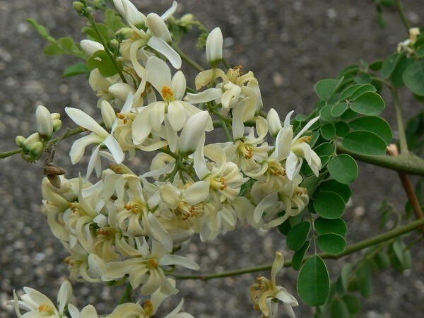 Moringa oleifera | Miracle Tree | Drumstick Tree | Horseradish Tree | 25 Seeds
