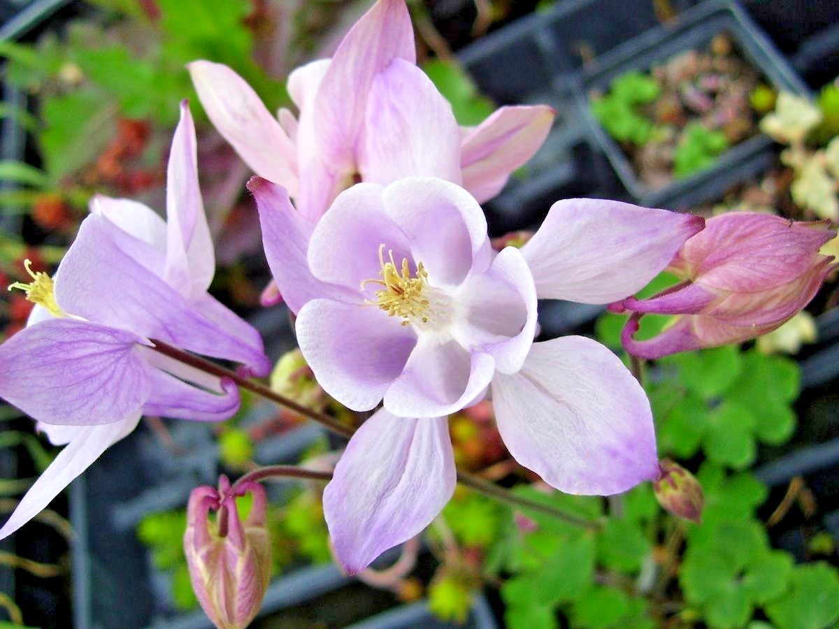 201+COLUMBINE Mix Seeds Perennial Native Wildflower Shade Garden Container Easy