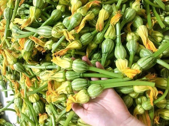 100 hạt giống bí nụ lai f1 Siêu Bông Siêu Nụ High Yeild Baby Pumpkin And Flower