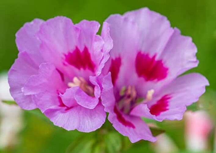 Godetia Cattleya Lilac Flower Seeds (Clarkia Amoena) – 1500+ Non-GMO Heirloom
