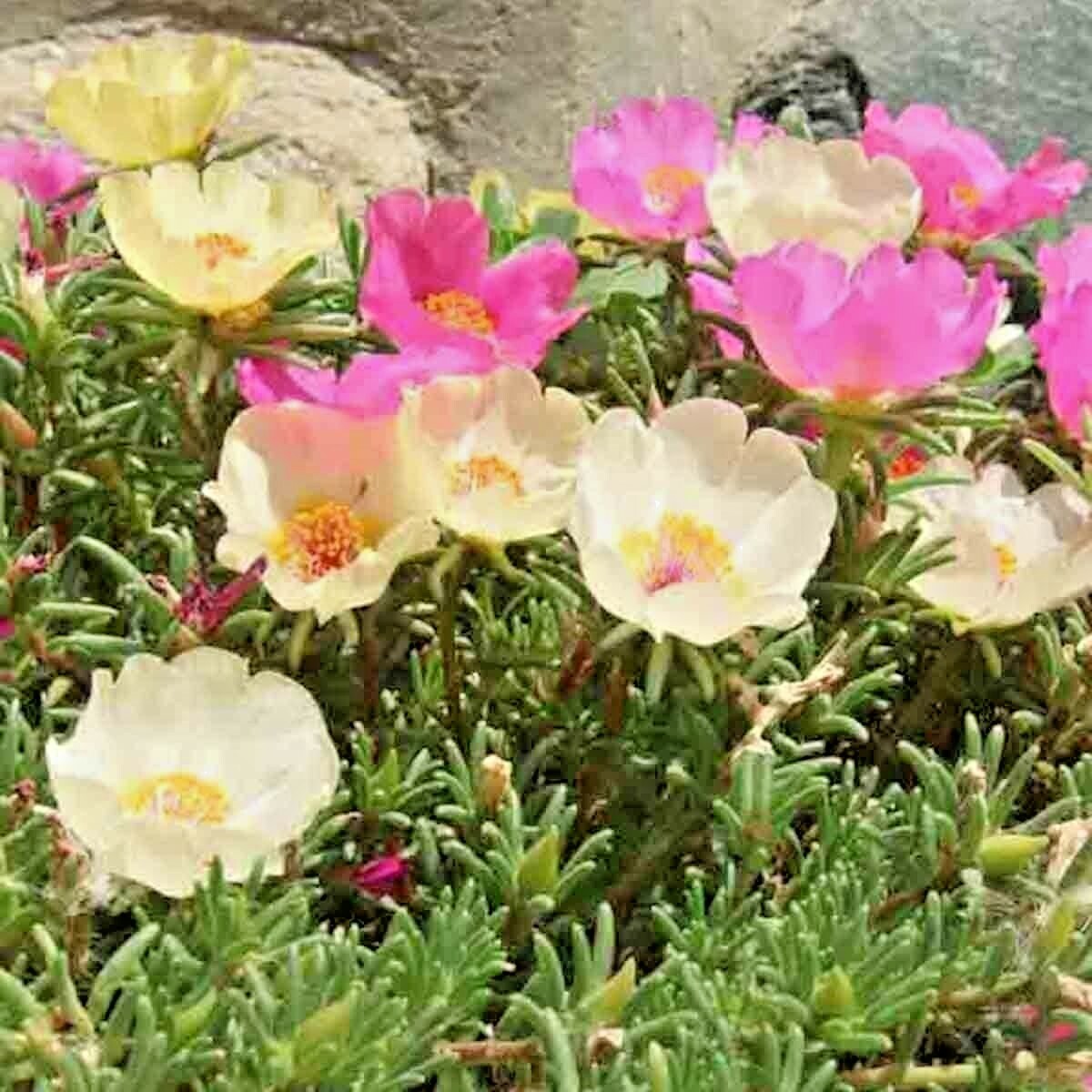 3000+ MOSS ROSE GRANDIFLORA SEEDS SPRING MIX FLOWERS GROUNDCOVER BUTTERFLIES USA