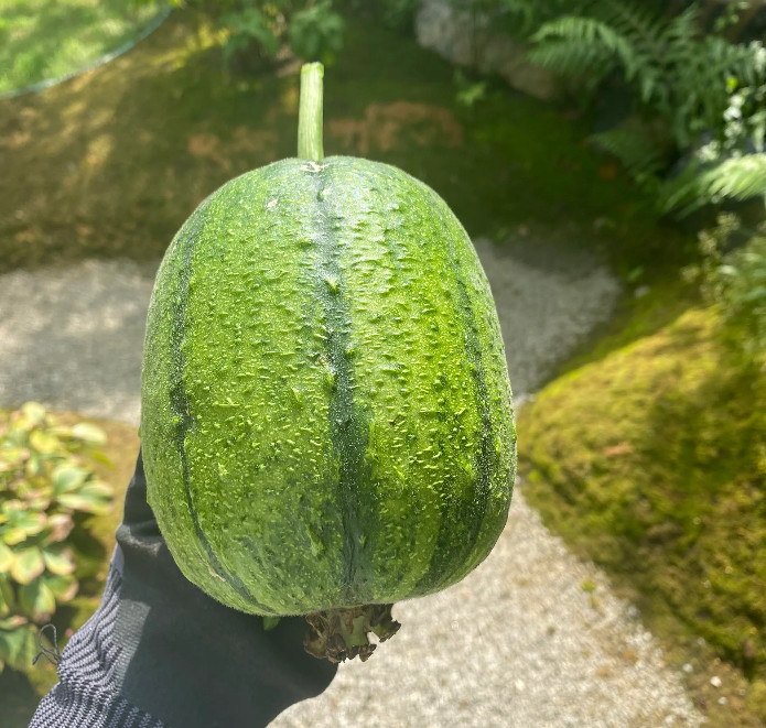 Apple Luffa Seeds – Muop Tao, Rare Heirloom Non-GMO Vegetable