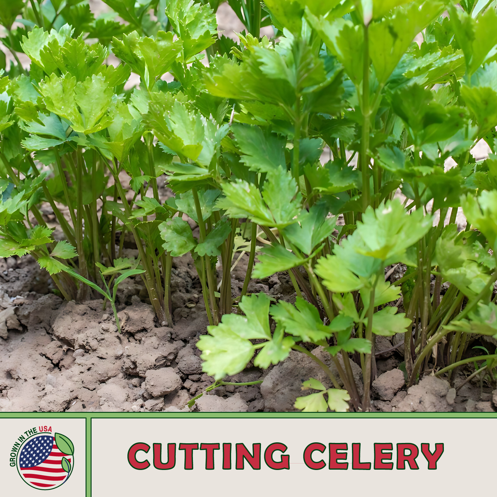 1000 Cutting Celery Seeds, Open-Pollinated, Culinary Herb, Non-GMO, Genuine USA