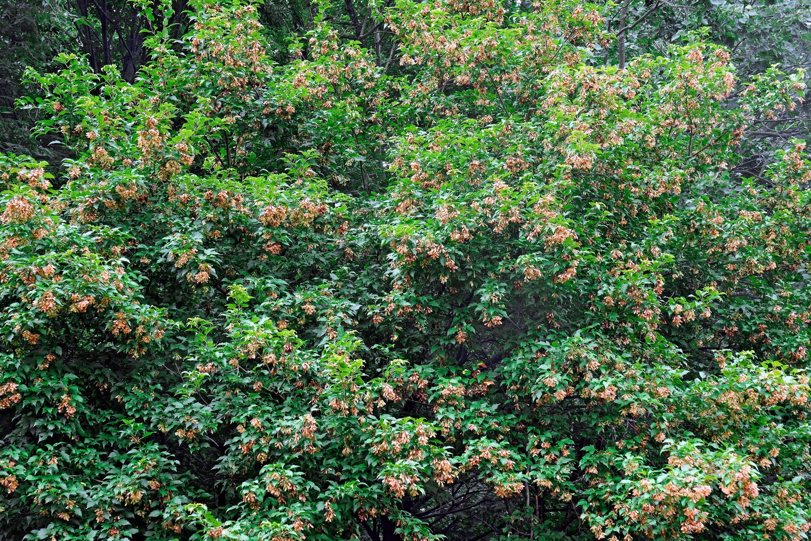 20 Tartarian FLAME MAPLE TREE Red Acer Tartaricum Seeds
