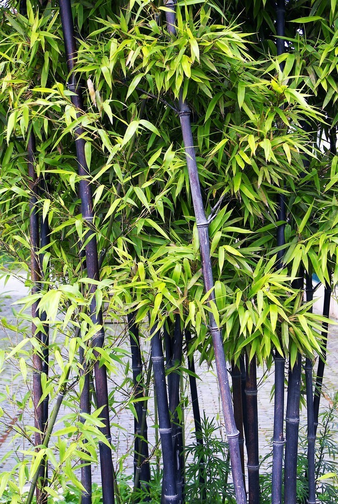 50+Black Bamboo seeds Bamboo Bonsai Garden Home Decoration Cold Resistance USA