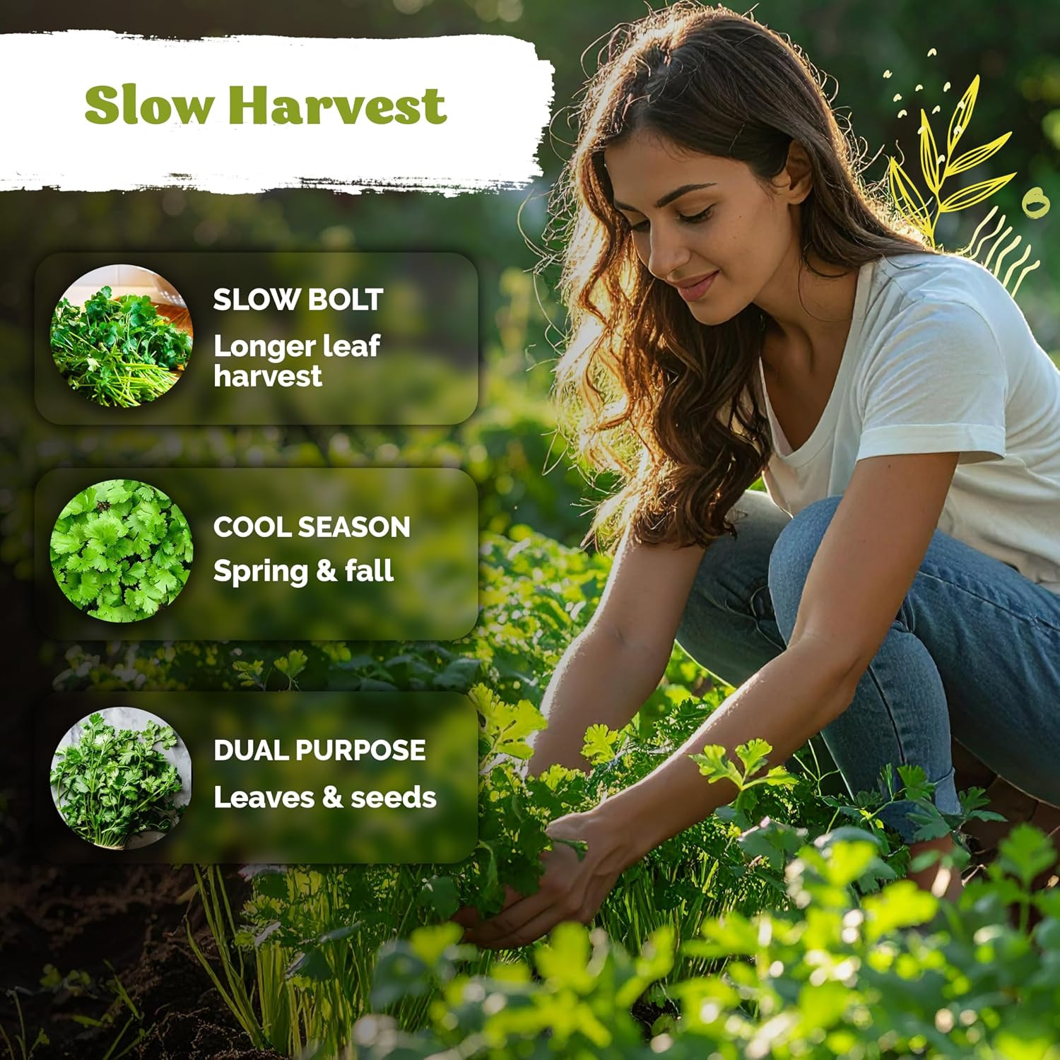 1000 Slow Bolt Cilantro Seeds (Coriandrum Sativum) – Cilantro Seed, Slow to Bolt