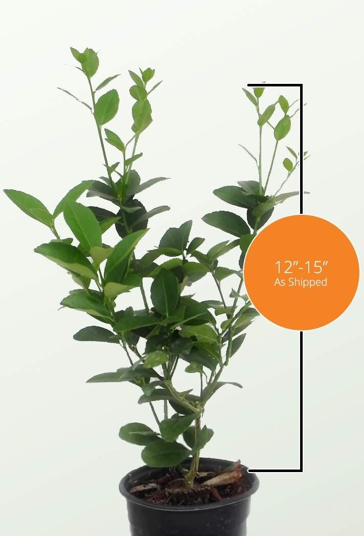 Florida only!! Persian (Tahiti) Lime – Rooted Cutting/Bush, 12-15 inches tall