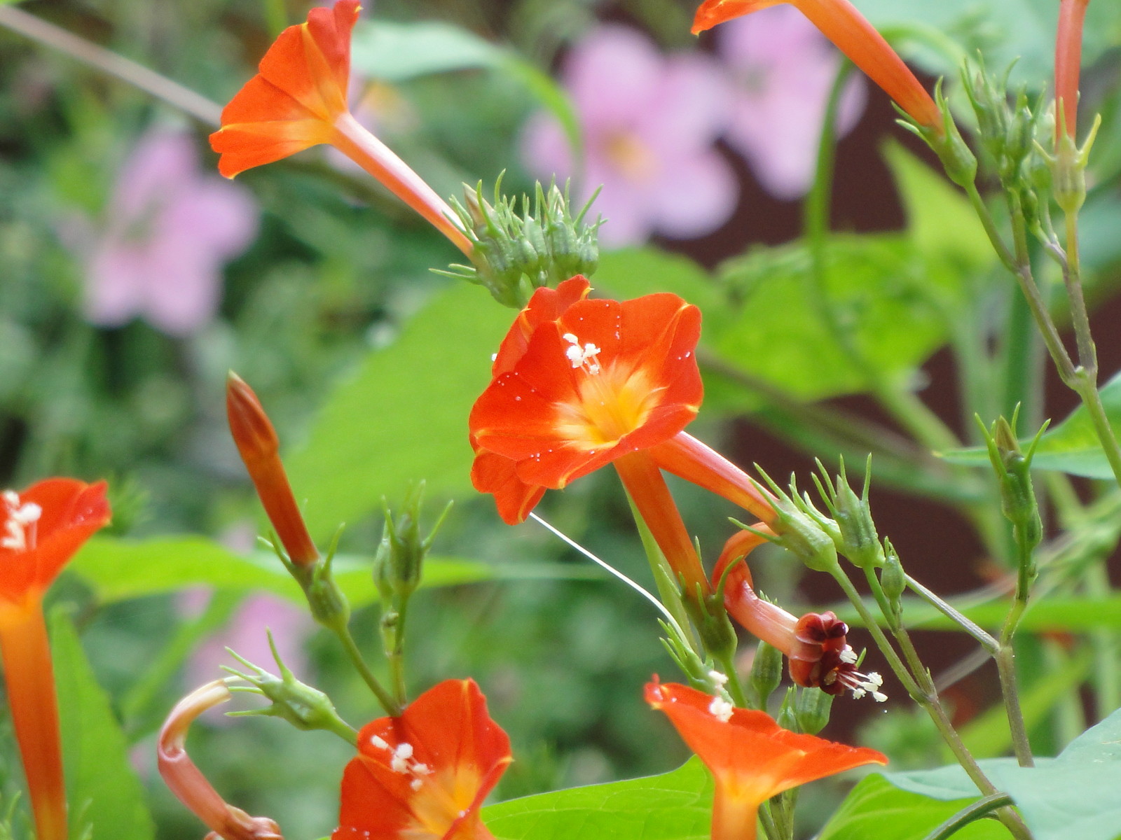 Native Morning Glory Ipomoea Coccinea ORANGE NOAH Hummingbird Vine Seeds 2023