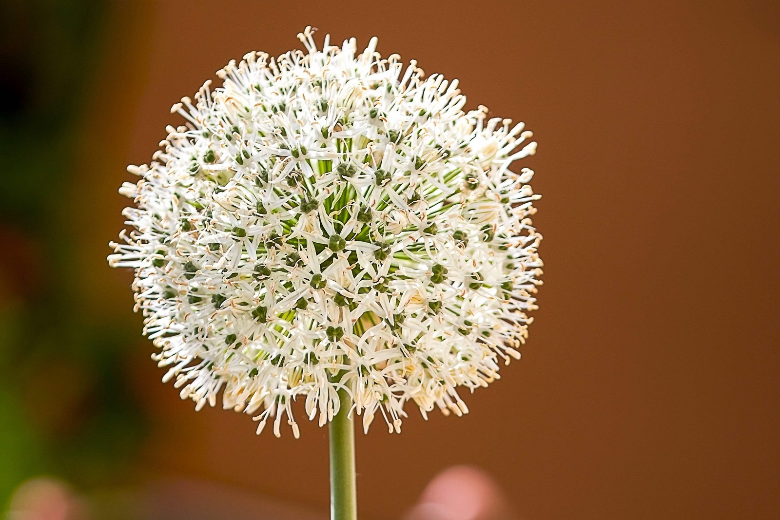 300 Evergreen NEBUKA BUNCHING ONION Japanese Allium Fistulosum Vegetable Seeds