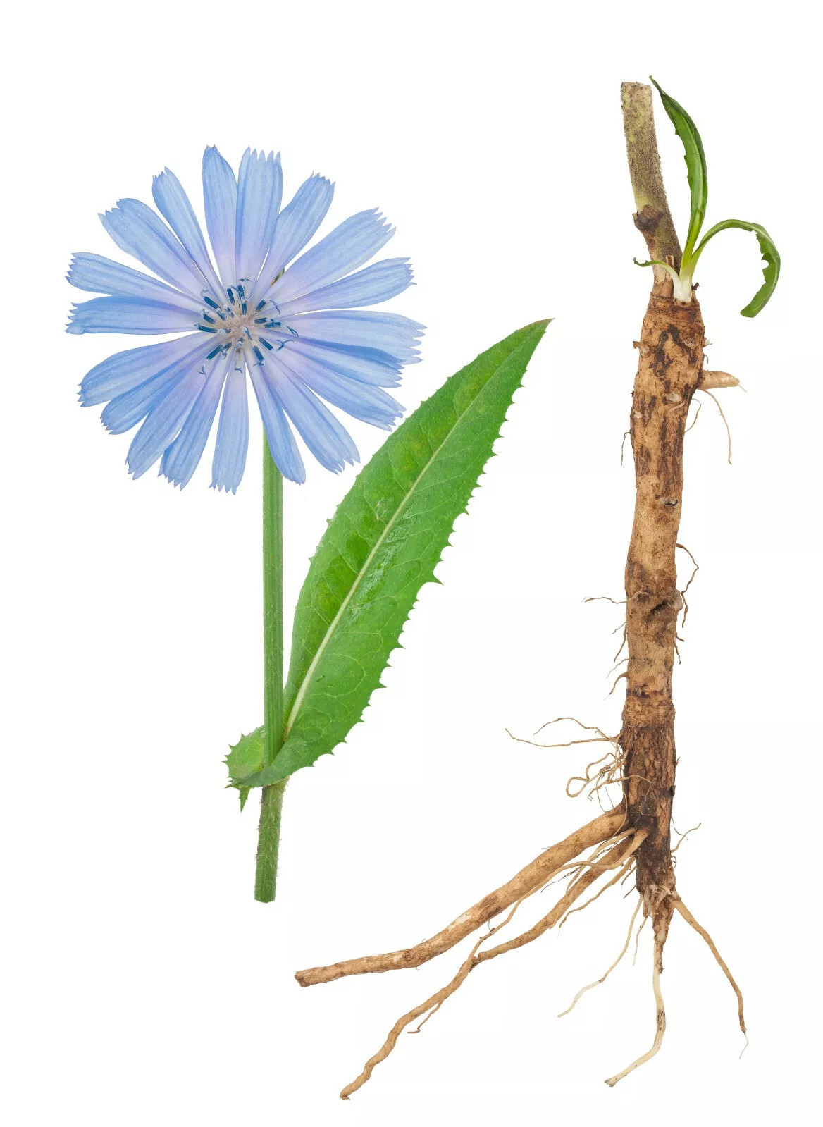 1000+ Chicory Seeds | Blue Dandelion | Perennial Medicinal Herb & Coffee Subst.