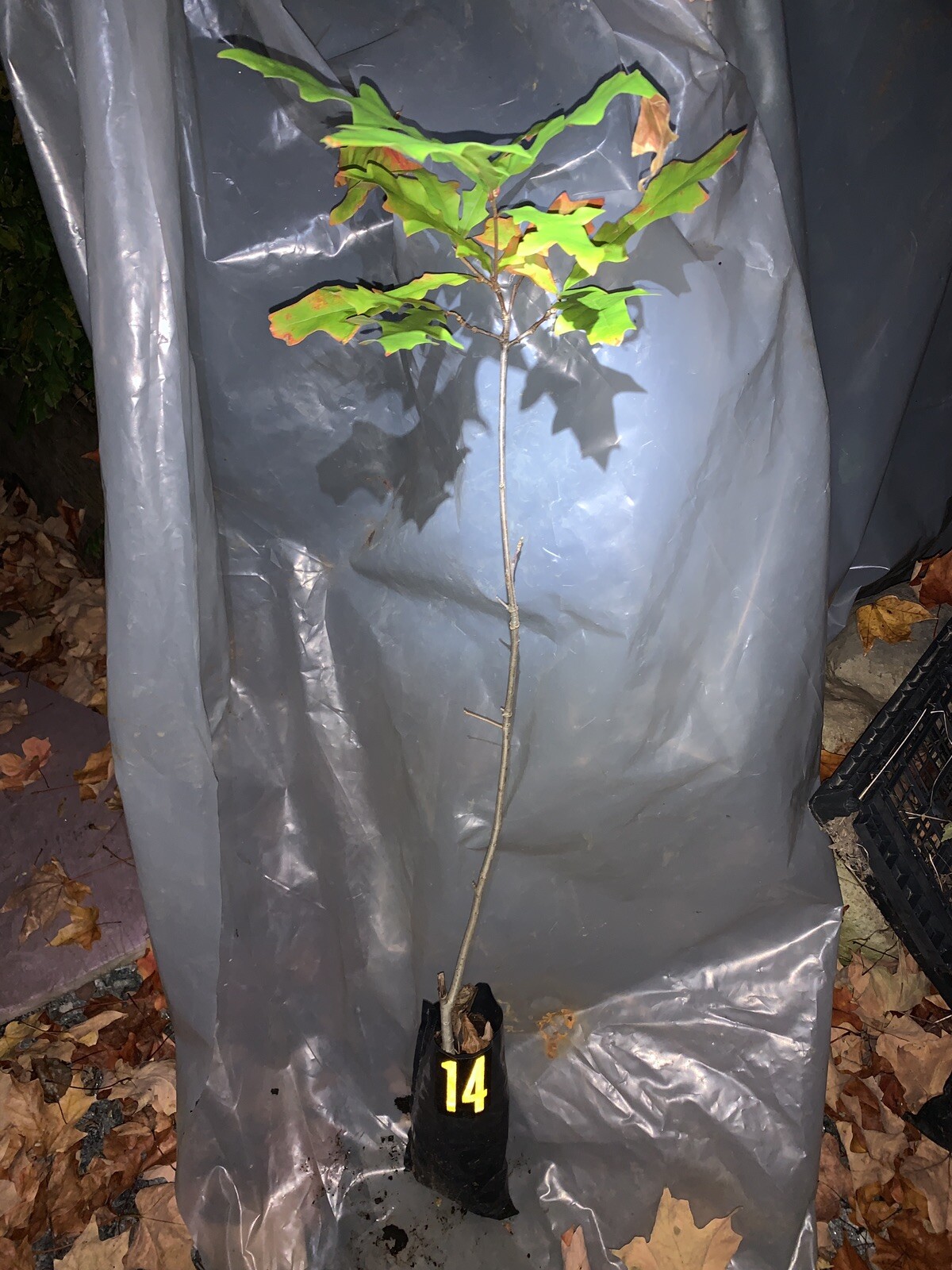 Exact plant #14 Overcup oak or Swamp Post oak (Quercus lyrata) bare root 3 Years