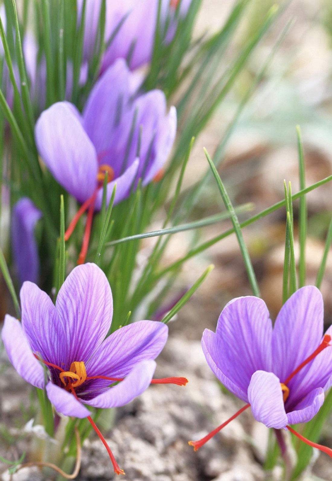 Saffron Crocus (Crocus sativus) Bulbs Purple Perennial, Fall, Full Sun