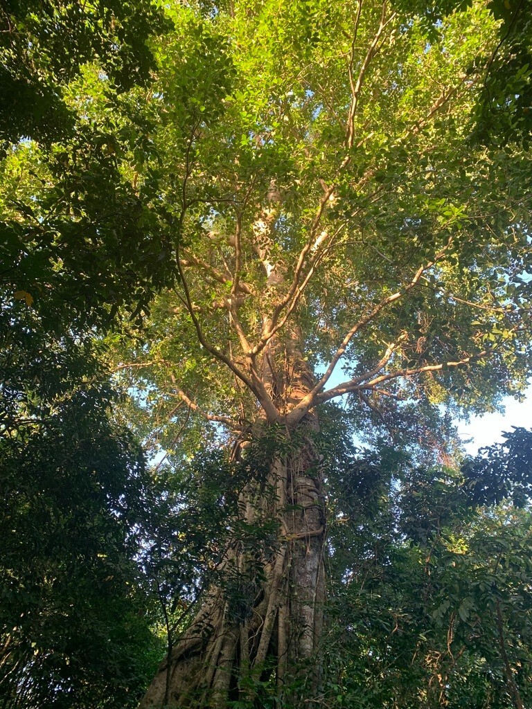 Ficus Benghalensis Tree Seeds, Banyan Fig Seeds, Bengal Fig, Bonsai, Indian
