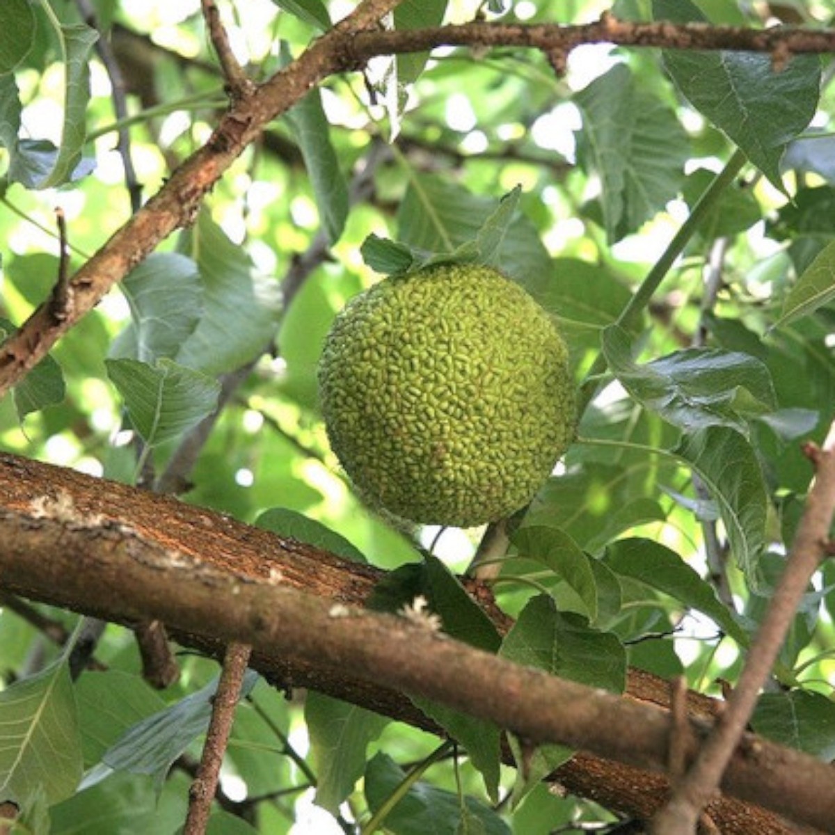 Osage Orange Tree Seeds (Maclura pomifera) ~ Hedge Apple ~ Fresh Seed ~