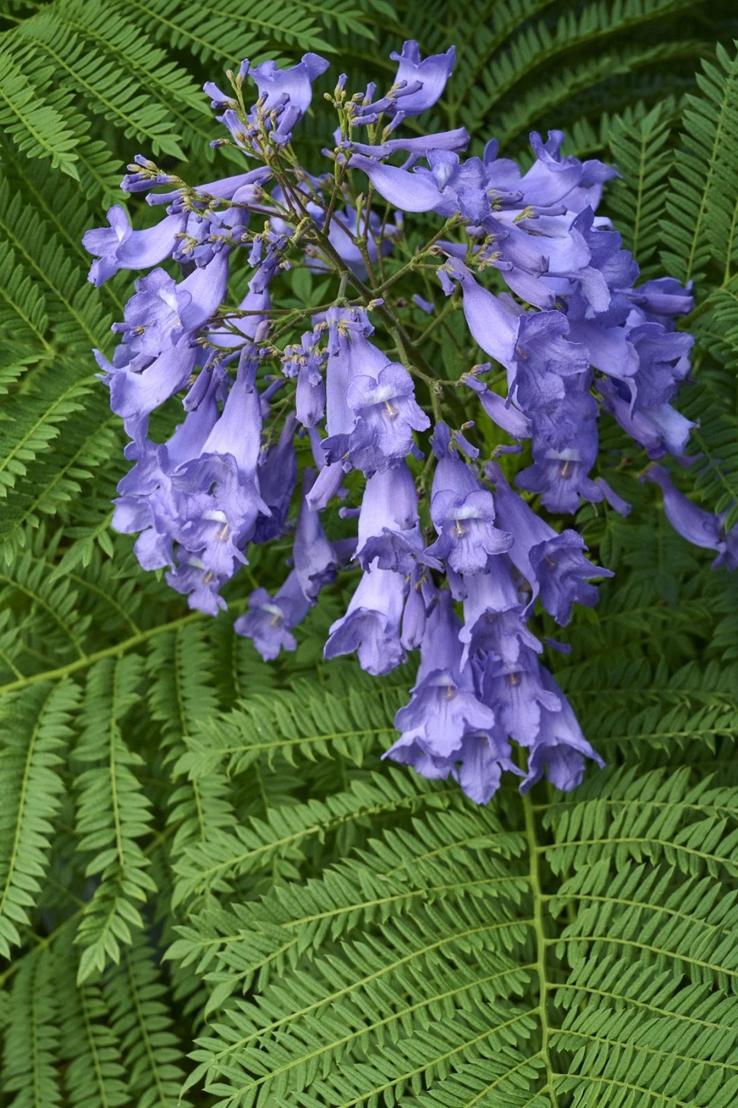 Jacaranda Mimosifolia Bonsai Tree Seeds (1,000 Seeds) + Growing Instructions