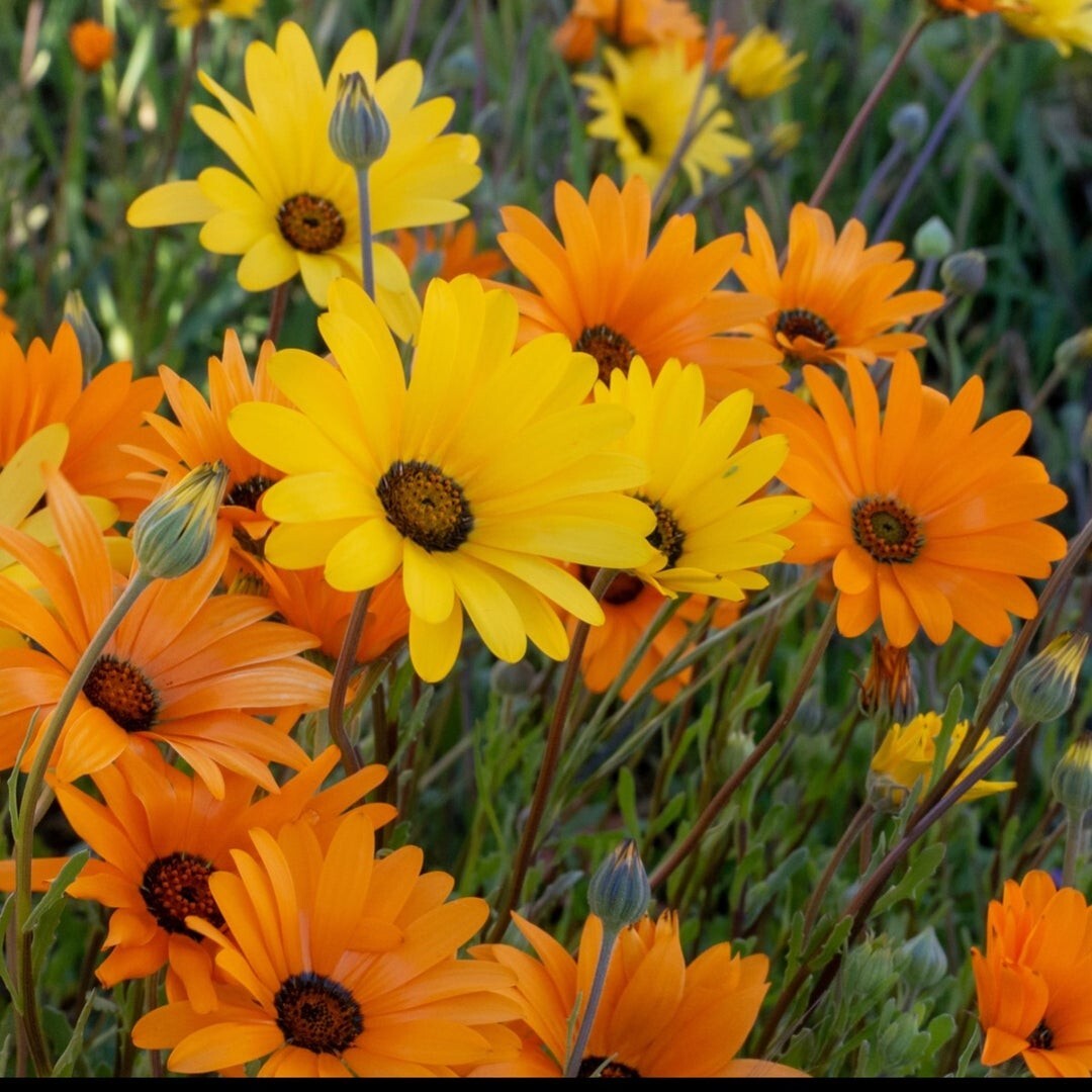 Daisy Seeds, African Daisy Stick, Daisy Seeds to plant in your home garden.